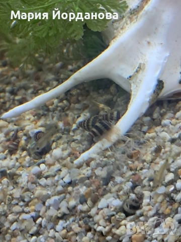Охлюви Хелена, снимка 3 - Аквариуми - 52731110