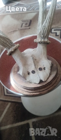 Еленови рога, снимка 6 - Декорация за дома - 53826537