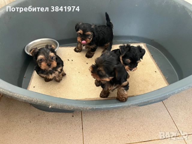 Йоркширски териер, снимка 5 - Йоркширски териер - 52511387