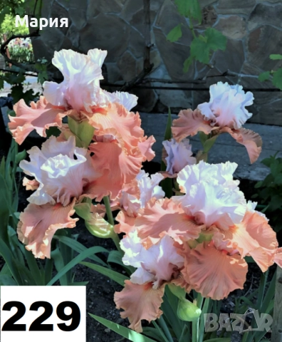 Сортови вискоки ириси /брадати ириси, снимка 2 - Градински цветя и растения - 51459213