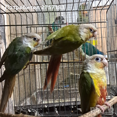 продавам папагали пирура, снимка 7 - Папагали - 53227317