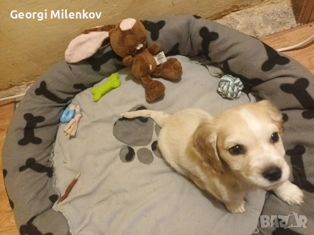 Кученце мъжко, снимка 4 - Други - 53064116