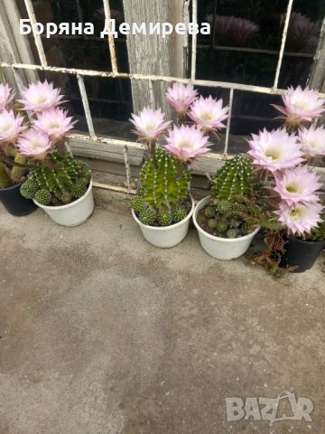 Кактуси, снимка 1 - Градински цветя и растения - 46169082