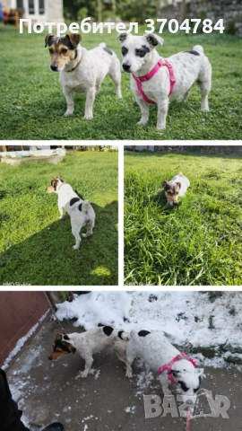 Продавам джак ръселчета 