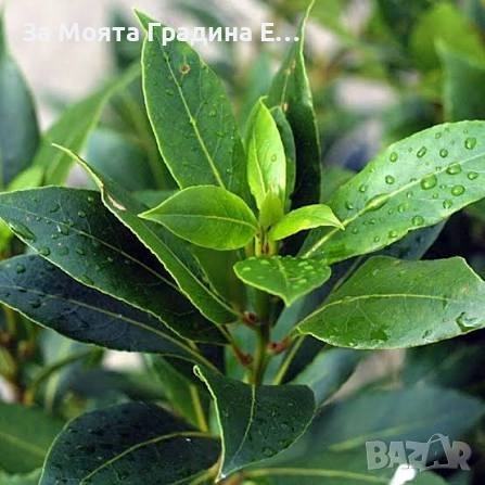 Дафинов лист , снимка 6 - Градински цветя и растения - 53634044