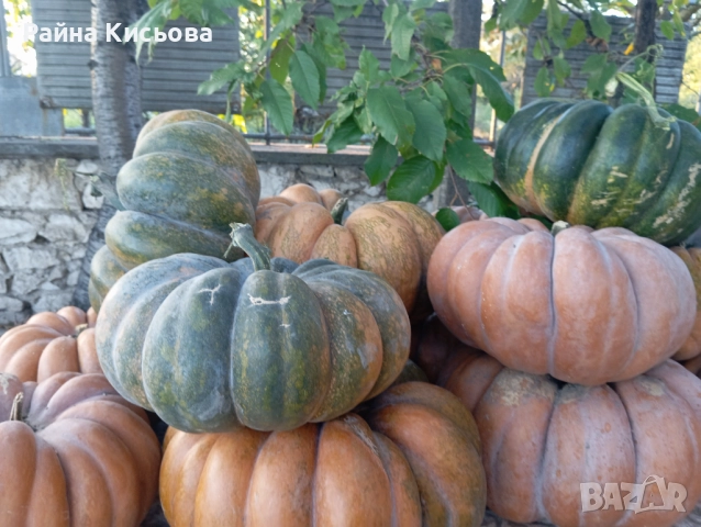 Тикви Мускат Де Прованс, снимка 1