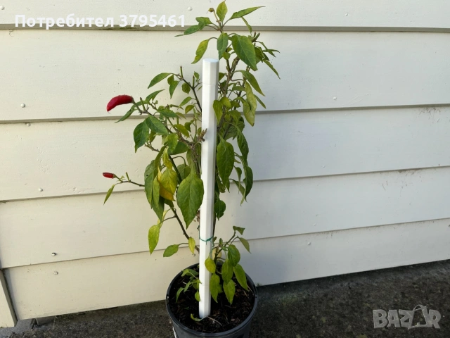 Аксесоари за растения, снимка 11 - Други - 53596515