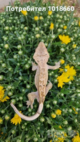 Ресничести гекони / crested gecko / correlophus ciliatus, снимка 2 - Гекон - 49156922