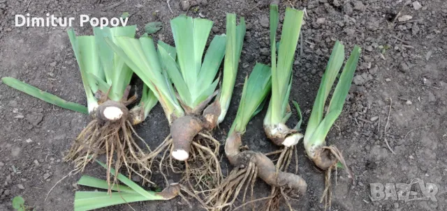 Перуника -Ирис, снимка 4 - Градински цветя и растения - 50190736