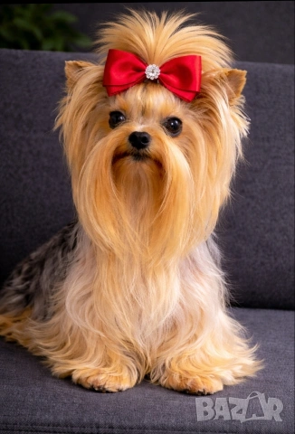 Мини йорки джудже за разплод 