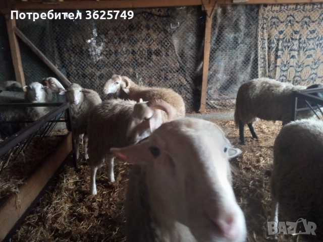 мъжки шилета, снимка 3 - Овце - 52874585