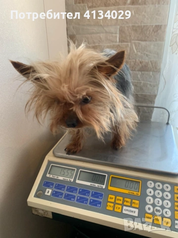 Супер мини Йорки мъжки 1,5 кг, снимка 6 - Йоркширски териер - 53228272