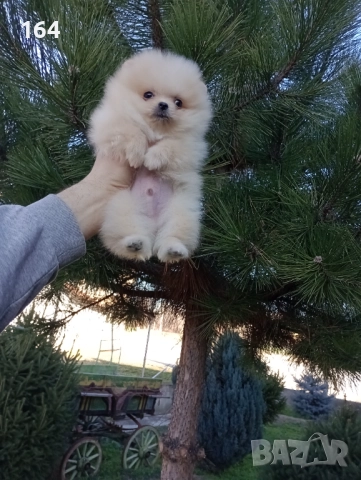 Мини момченце.Померан. Реални снимки от 29.12.25 г. , снимка 5 - Померан - 52908522