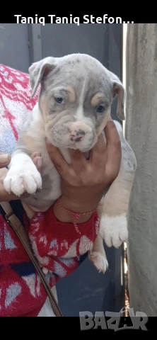 малки страхотни кученца триколор мерле, снимка 2 - Питбул - 53871367