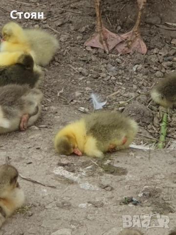 Яйца от гъски, снимка 9 - други­ - 53481077