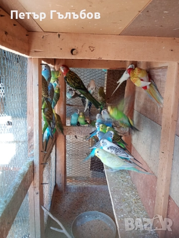 Продавам вълнисти и корели