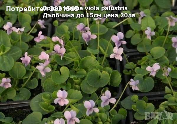 Водни лилии и водни растемия, снимка 4 - Градински цветя и растения - 45775201