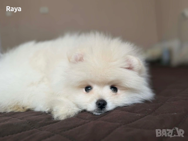 Померани със и без родословие, снимка 3 - Померан - 40676047