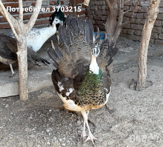 Пауни, снимка 6 - други­ - 53797419