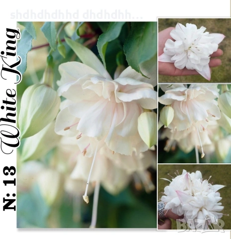 Каскадна Фуксия , снимка 6 - Градински цветя и растения - 54270784