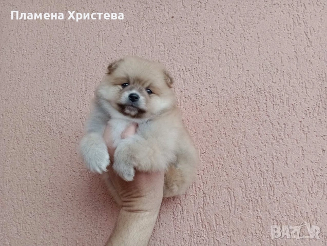 Мъжки Померан. Реални снимки от 29.03.26 г., снимка 3 - Померан - 54020203