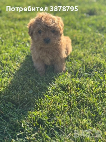 Скадли изкушения❤️, снимка 3 - Други - 53909838