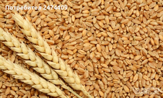 Царевица , снимка 6 - За селскостопански - 37211914