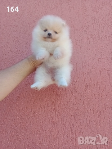 Мини момиченце. Померан., снимка 7 - Померан - 52666763