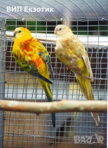 ПРОДАВА ПАПАГАЛИ , снимка 2 - Папагали - 16063451
