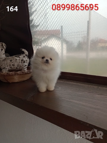 Миниатюрно момиче. Чисто бял мини Померан. Реални снимки от 21.03.26, снимка 5 - Померан - 53888642