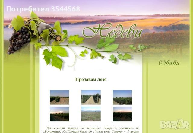 Продавам винено и десертно грозде, снимка 1