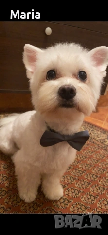 Куче за осиновяване, снимка 2 - Други - 54212525