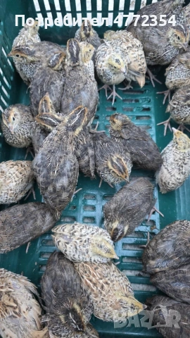 оплодени пъдпъдъчи яйца, снимка 3 - други­ - 53934659