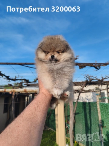 Померанче мини мъжко , снимка 2 - Померан - 54271762