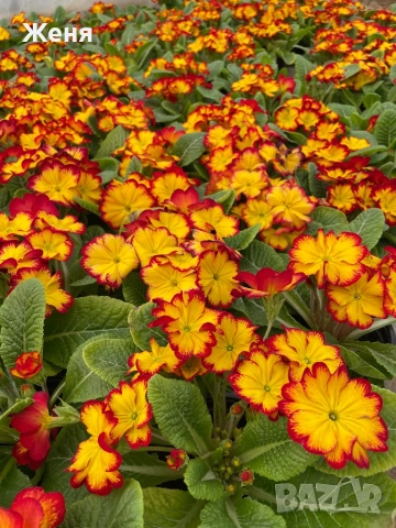 Иглика ( примула ) ТОП ЦЕНА, снимка 5 - Градински цветя и растения - 53356989