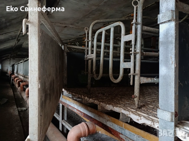 Повдигнат бокс свине майки лактиращи/млекарски/ - раждане и бозайници. , снимка 2 - Прасета - 51878042