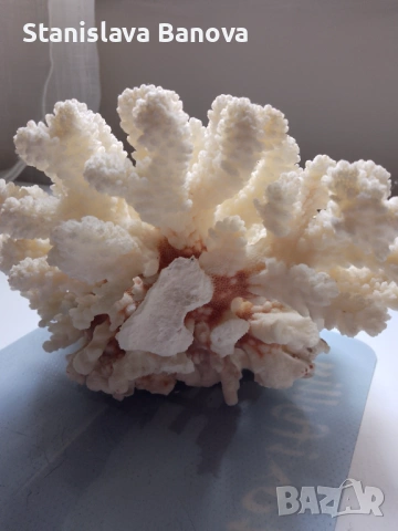 Бял корал, снимка 13 - Други - 54079779