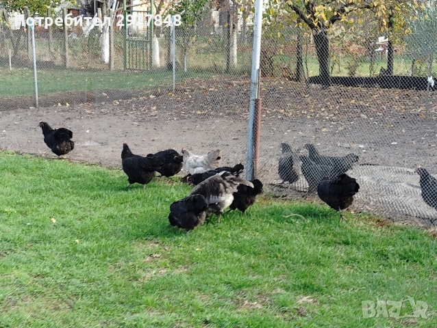 Продават се кокошки австралорп 