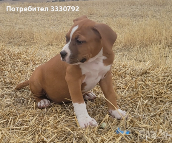 Американски стафордширски териер - елитни родители с родословие , снимка 14 - Американски стафордширски териер - 51258763