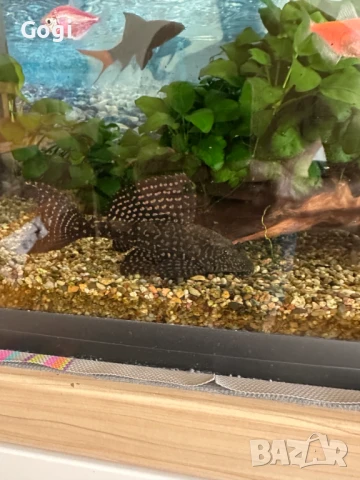 Продавам един пораснал сом Гибицепс (gibbiceps)-Само за София, снимка 4 - Рибки - 51194592