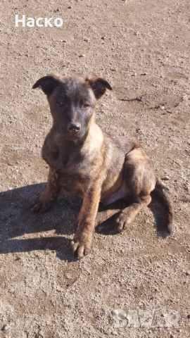Холандска овчарка, снимка 4 - Белгийска овчарка - 52484592