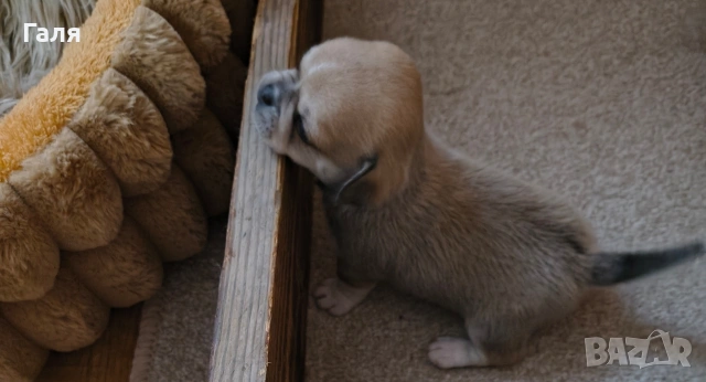 чихуахуа , снимка 5 - Чихуахуа - 54274485