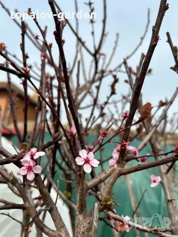 Червенолистна слива, снимка 2 - Градински цветя и растения - 40862810