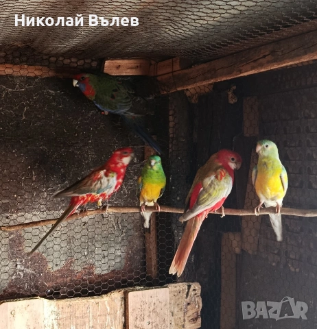 Пенанти,розели и пойни, снимка 8 - Папагали - 53256284