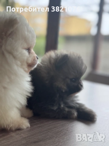 Померан - момиче  и момче, снимка 4 - Померан - 54179122