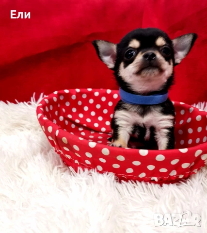 мини Чихуахуа - мъжко, снимка 3 - Чихуахуа - 53658267