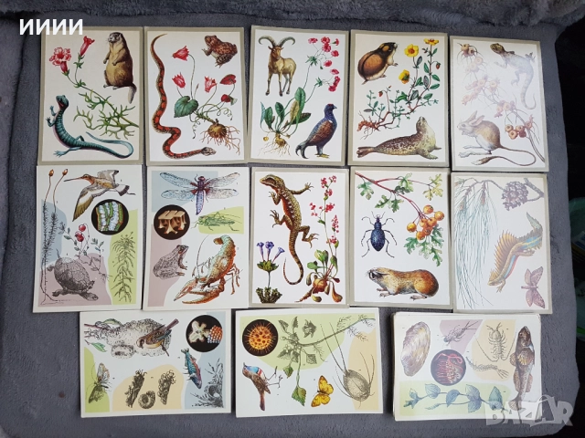 Картичка биология зоология 30 бр