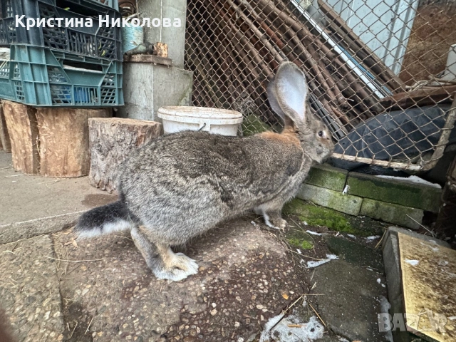 Женска Зайка Белгийски Великан , снимка 4 - Други - 53373678