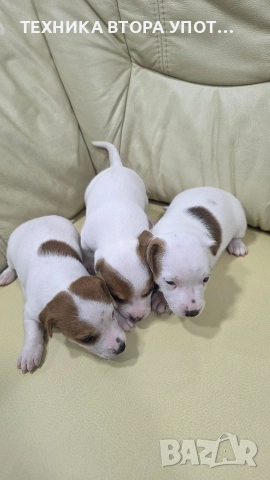 джак ръсел териер 3 броя женски