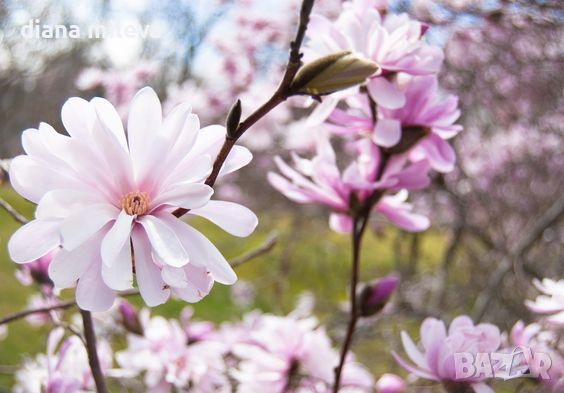 Магнолия Стелата Розеа, Magnolia stellata Rosea, снимка 2 - Градински цветя и растения - 46162955